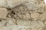 Partial, Unprepared Oreodont (Merycoidodon) Skull - South Dakota #192512-3